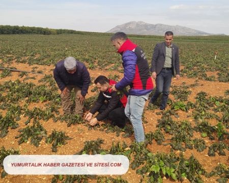 Adana’nın Yumurtalık İlçesin de yaşanan Don ekili alanlarda zarara neden oldu.